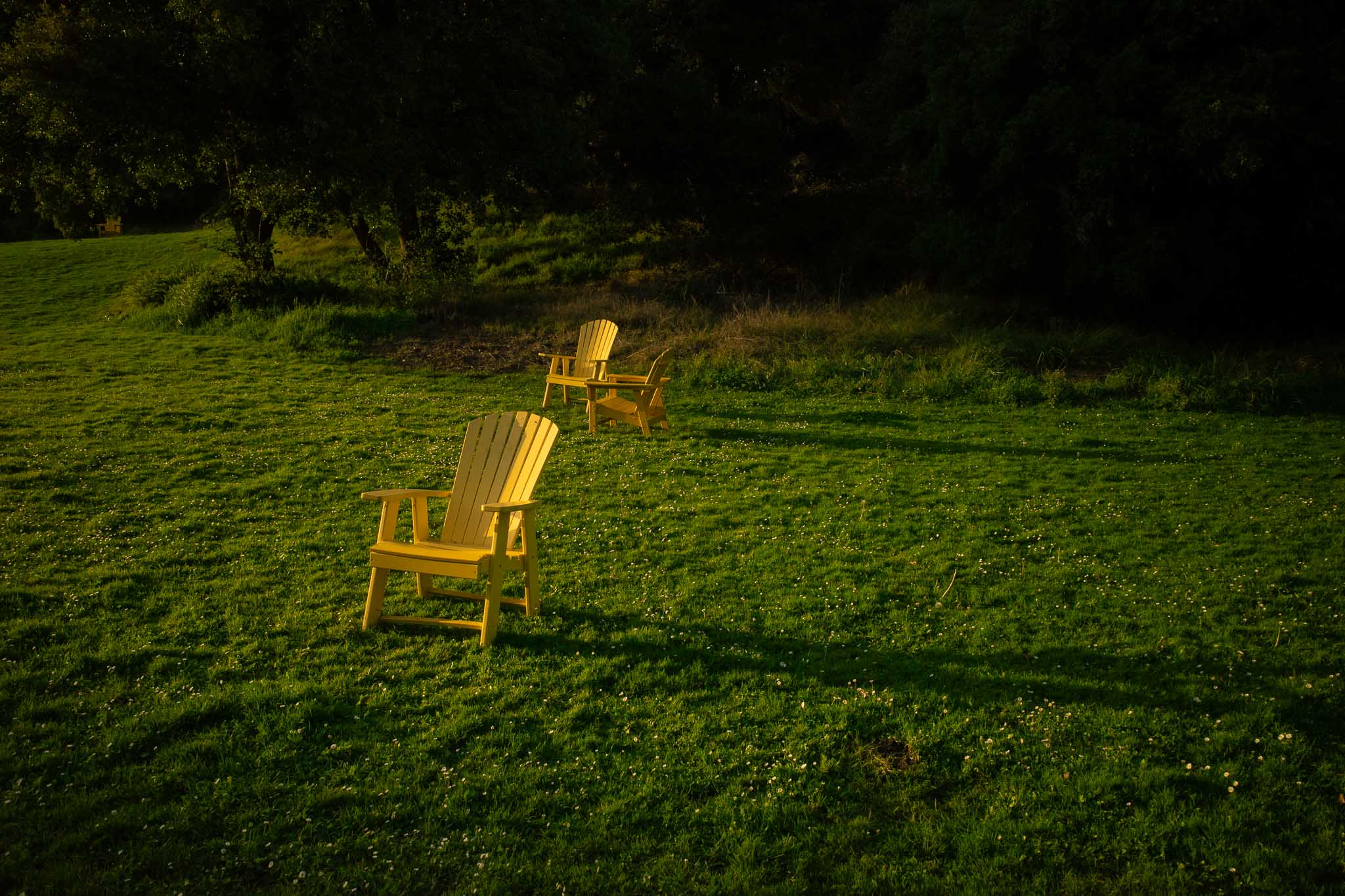 Sillas amarillas de madera sobre un césped iluminado por el sol, junto a árboles.