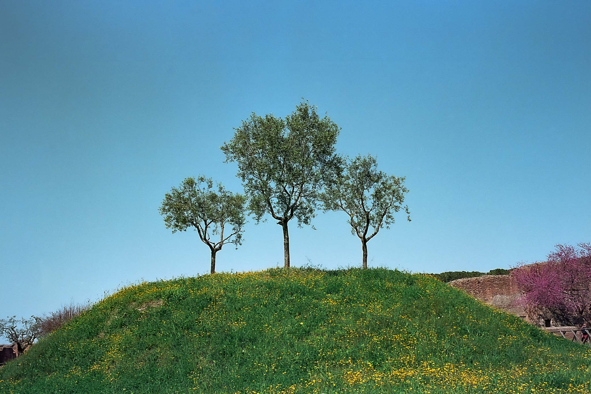 Tres árboles sobre una loma cubierta de hierba y flores amarillas bajo un cielo azul.