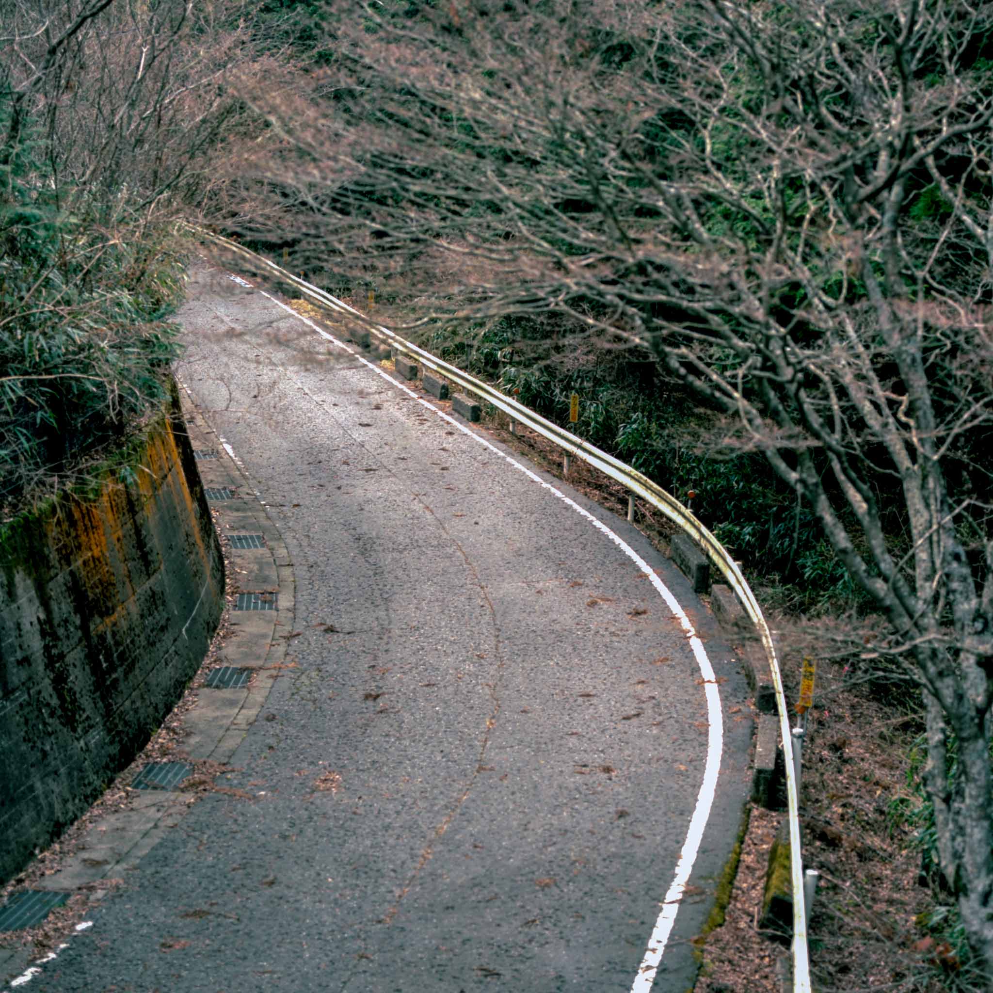 Carretera estrecha y curva entre árboles, con una línea blanca, una baranda y hojas sobre el asfalto.