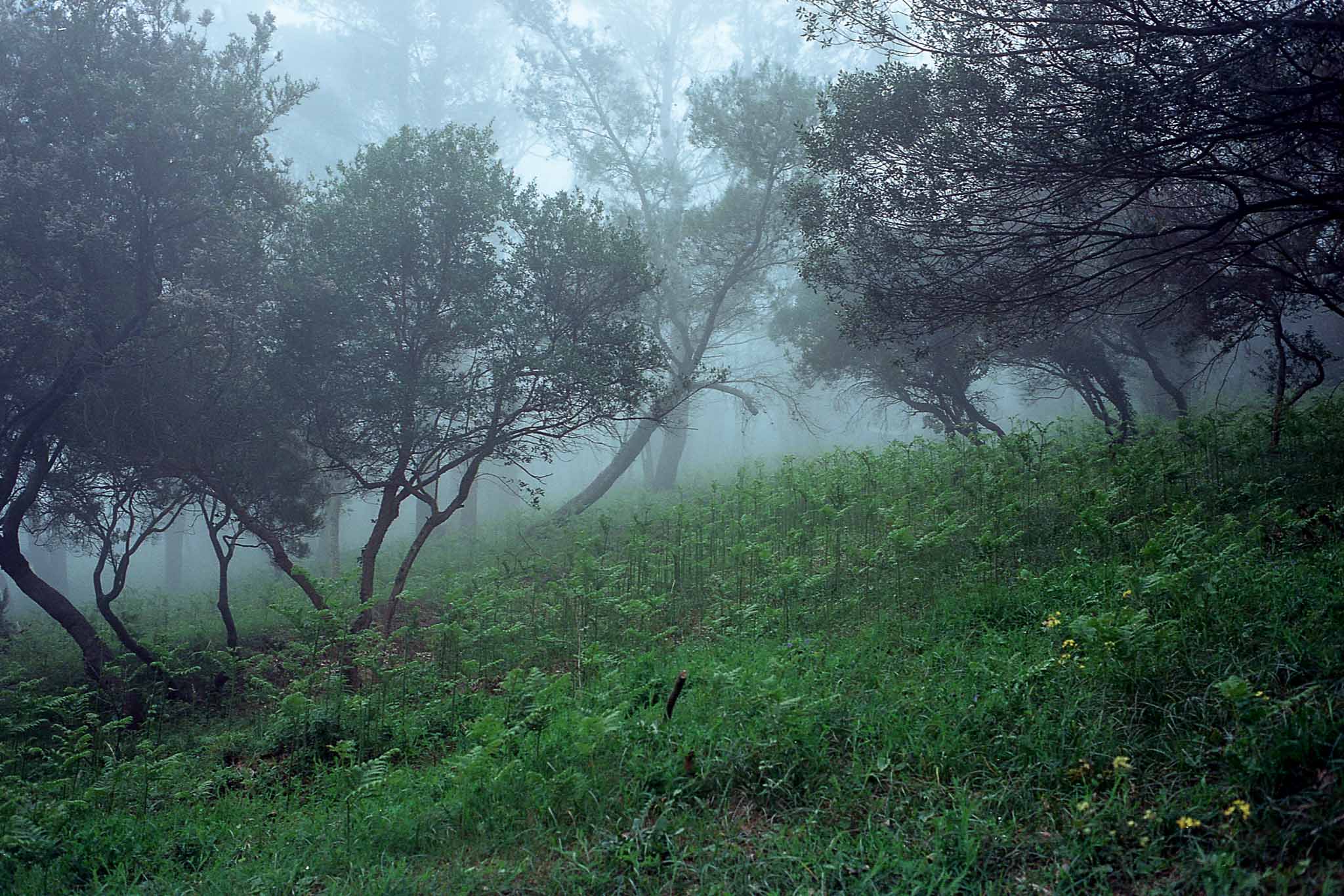 Árboles entre la niebla en una ladera cubierta de hierba y helechos.