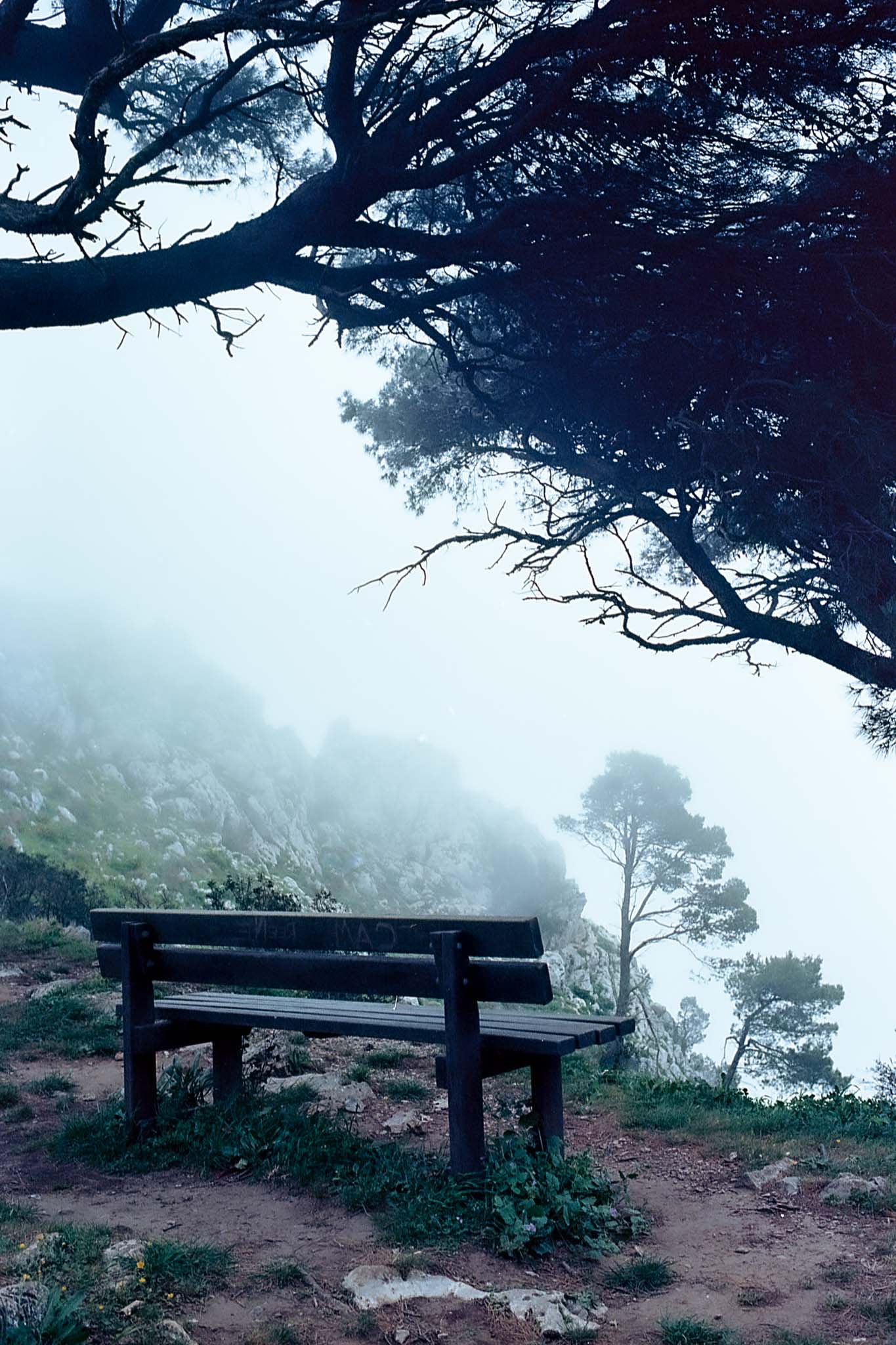 Banco de madera vacío bajo ramas de pino, frente a una ladera rocosa envuelta en niebla.