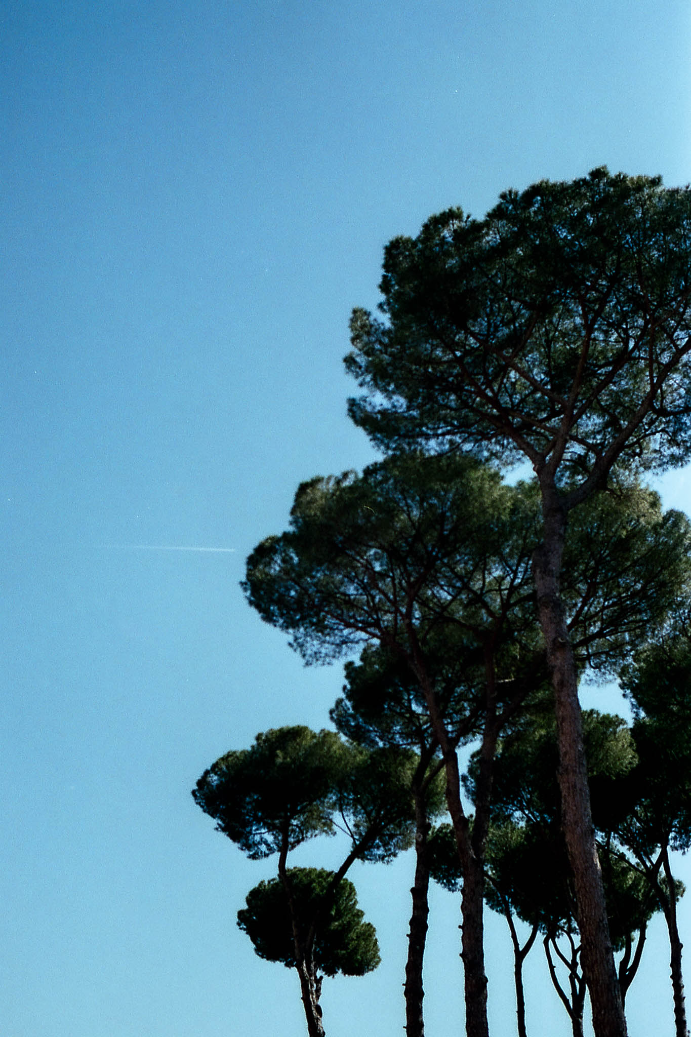 Copas redondeadas de pinos y troncos altos recortados contra un cielo azul.
