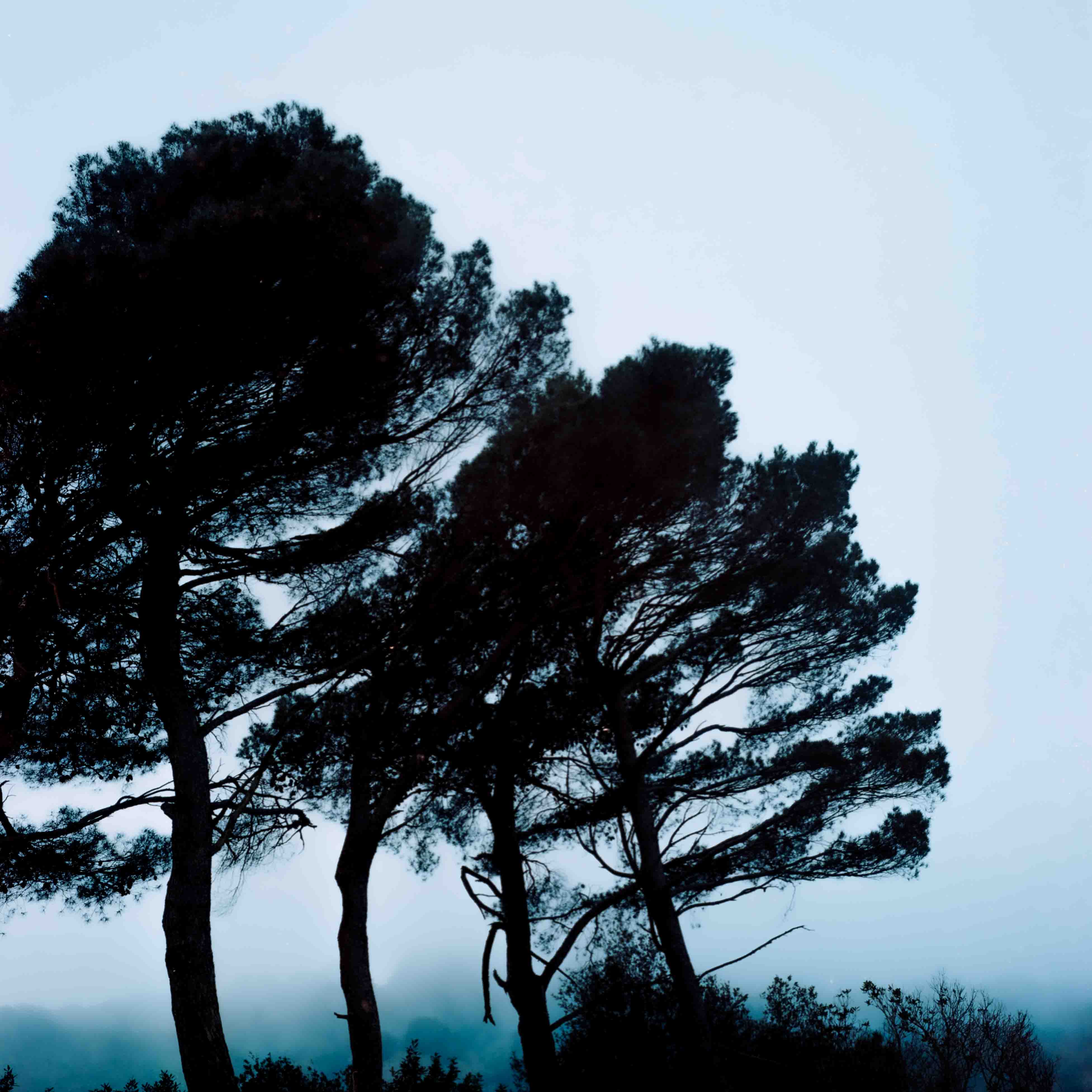 Siluetas oscuras de pinos con ramas inclinadas hacia la derecha contra un cielo cubierto de niebla.