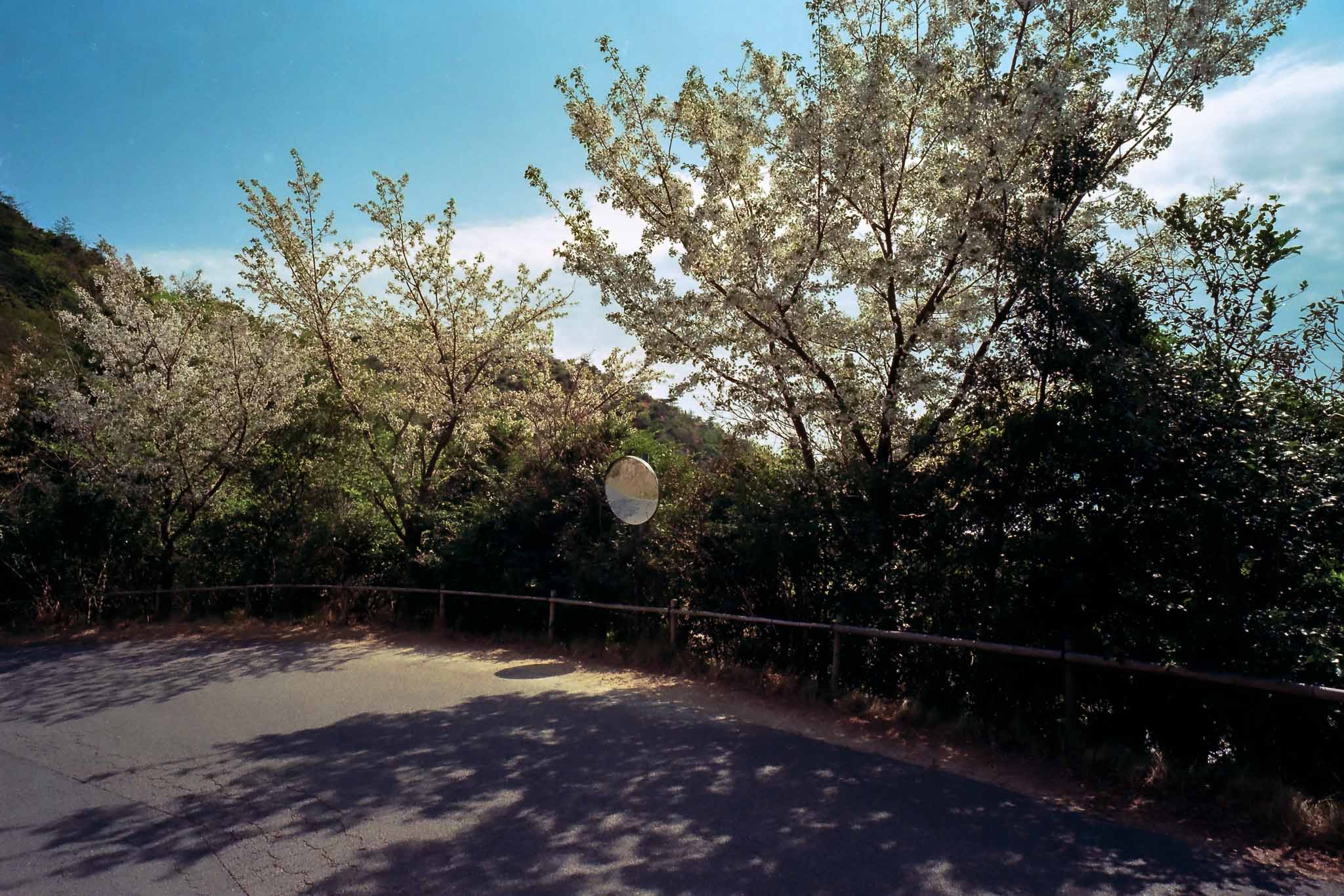 Árboles con flores blancas junto a una carretera, con un espejo circular y una baranda.