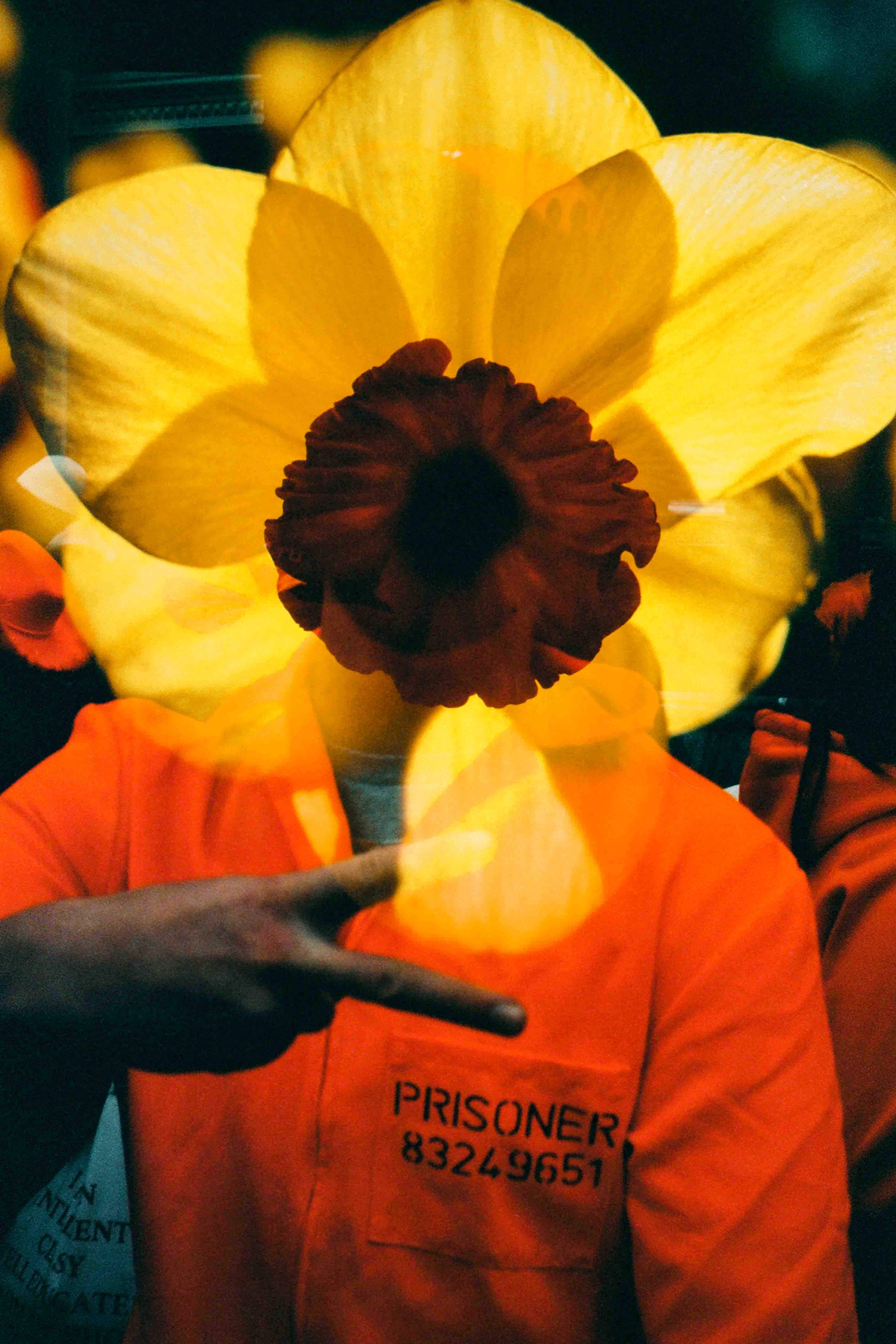 Persona con camiseta naranja que dice «PRISONER», señalando hacia una flor amarilla superpuesta sobre su rostro.