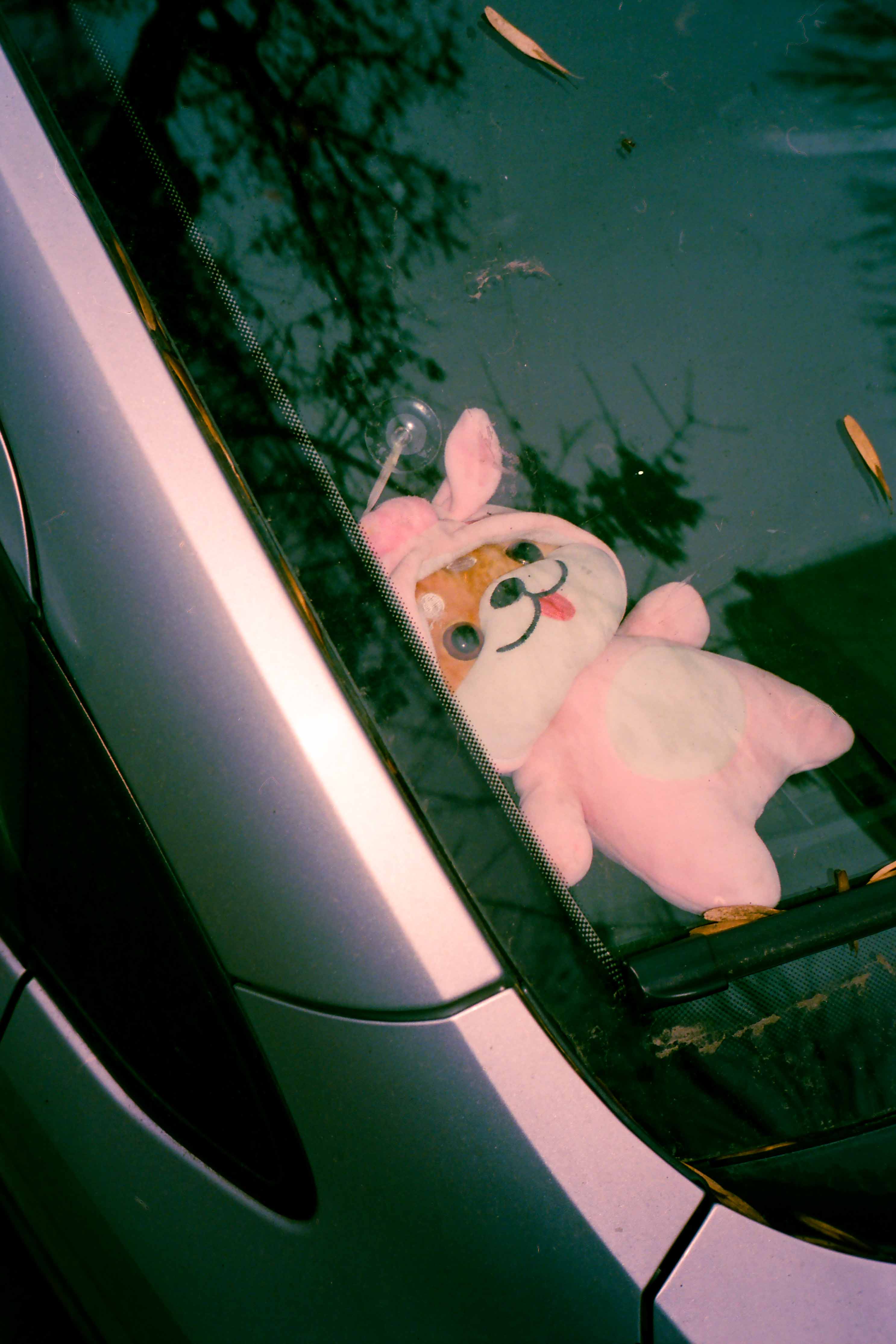 Peluche dentro de auto