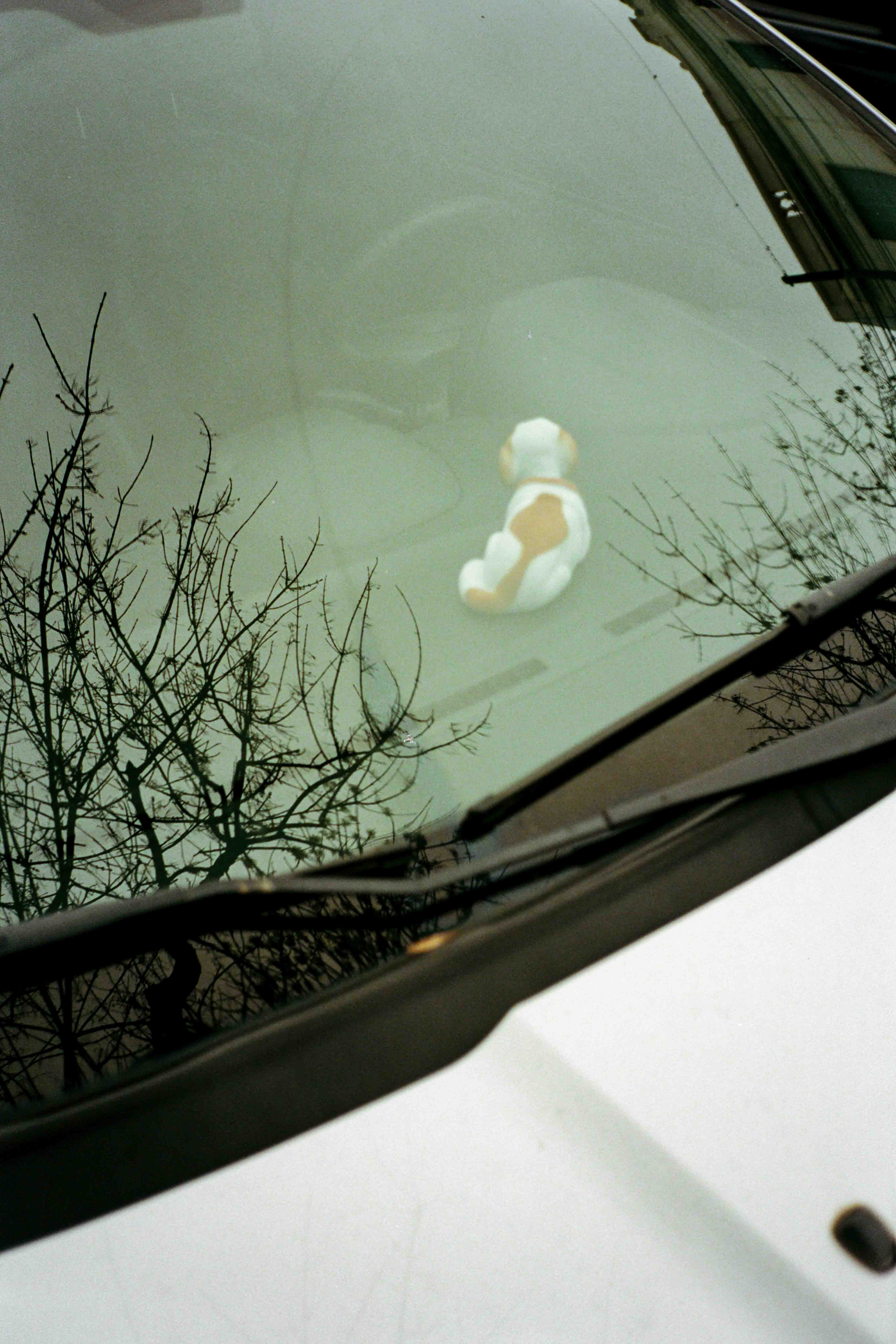 Perro a escala dentro de auto