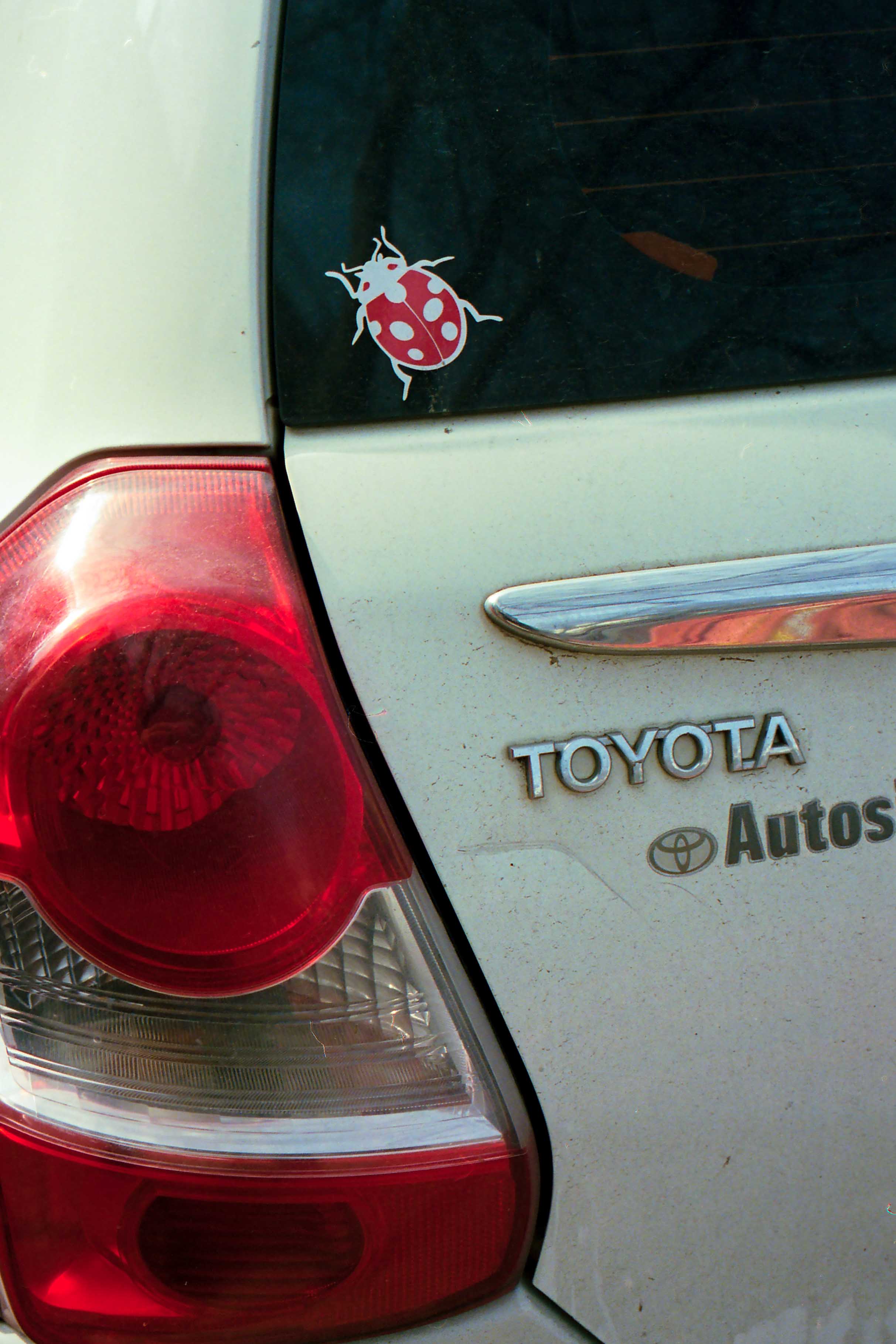 Sticker de vaquita de san antonio sobre auto